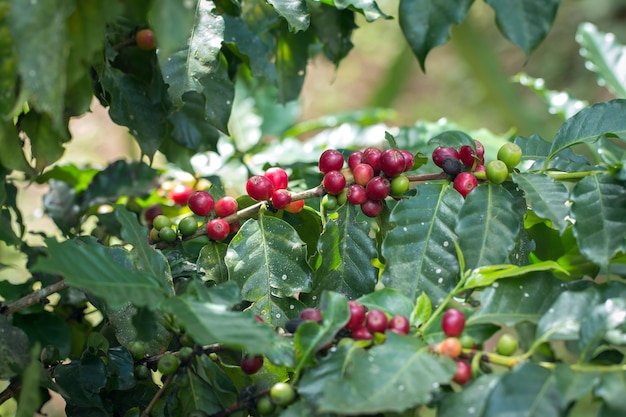 Arabica Kawa jagodowa dojrzewania na drzewie