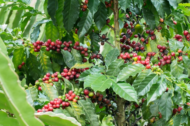 Arabica Kawa jagodowa dojrzewania na drzewie