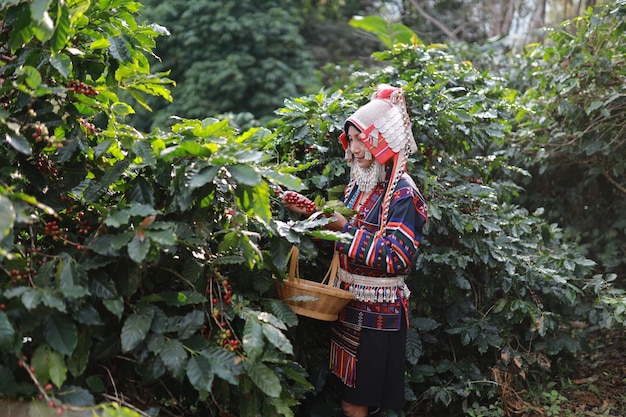 arabica rosną organiczne ziarno zboża świeży wzrost roślina tropikalny liść drzewo azja zielone harves