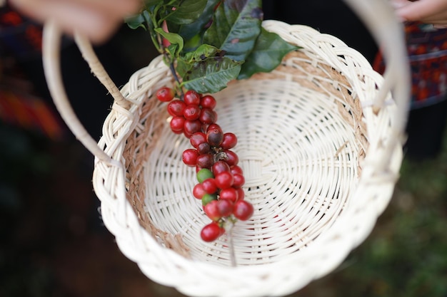 arabica rosną organiczne ziarno zboża świeży wzrost roślina tropikalny liść drzewo azja zielone harves