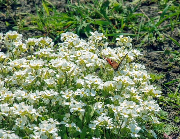 Arabis roślina kwitnąca wiosną z białym wiosennym kwiatem powszechnie znana jako Variegated Rock Cress