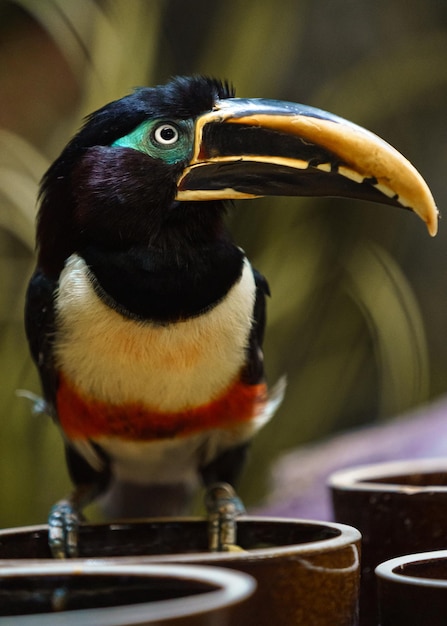 Aracari kasztanowate