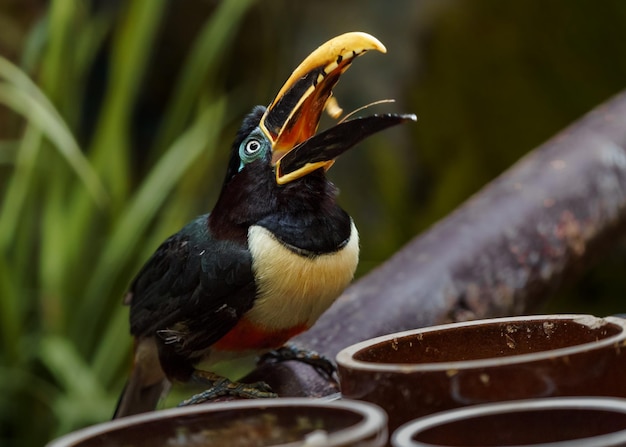 Aracari kasztanowate