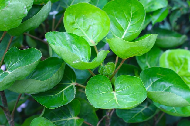 Aralia osłona lub talerz Aralia