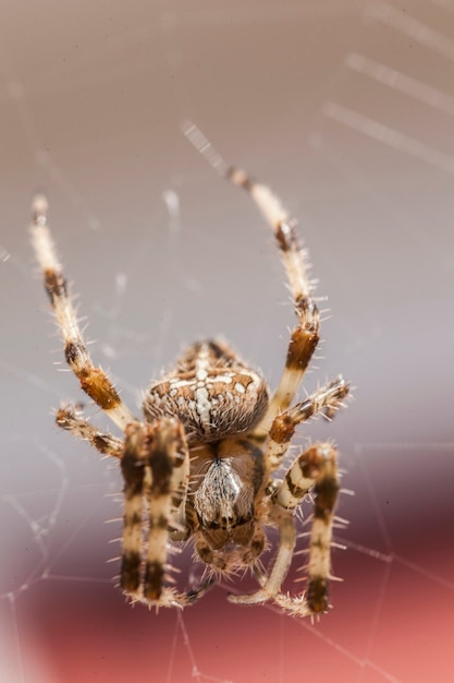 Araneus Diadematus #10