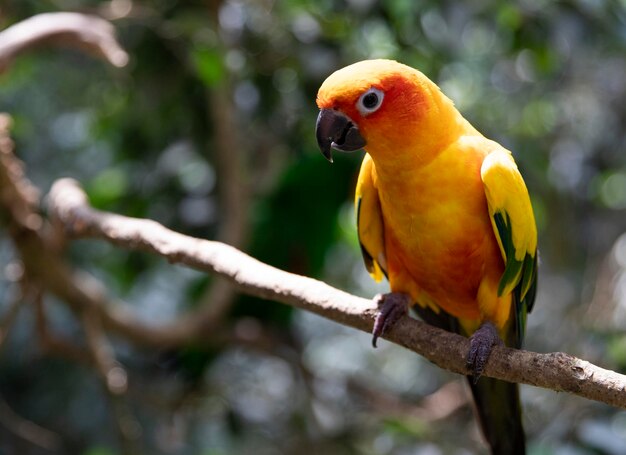 Zdjęcie aratinga solstitialis na drzewie żółta papuga aratinga ciernisty miejsce na tekst