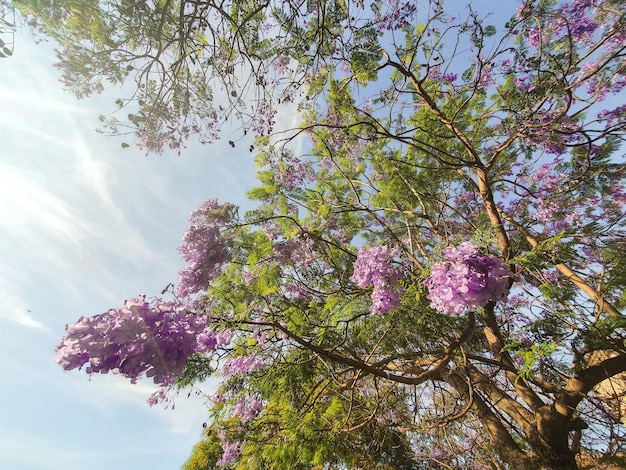 Arbol de jacaranda mimosifolia con sus preciosas flores violaceas