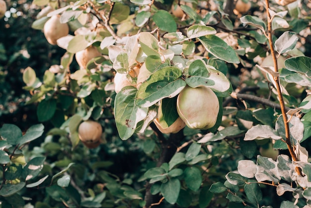 Arbol De Membrillo Dando Frutos