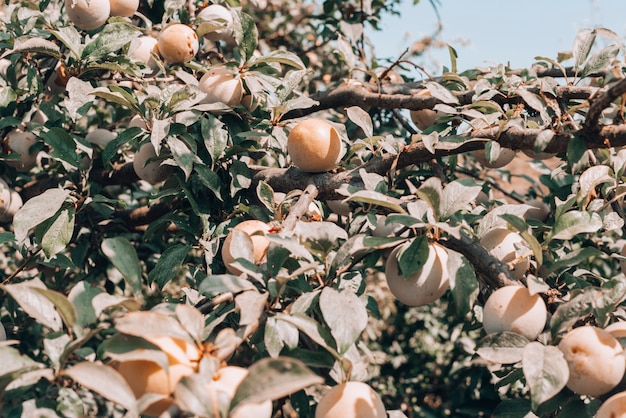 Arbol De Membrillos Con Sus Frutos