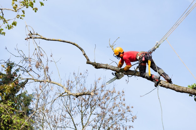 Arborysta Tnący Drzewo Piłą łańcuchową