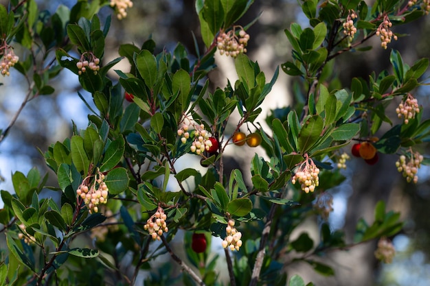 Arbutus drzewo z jego owocami