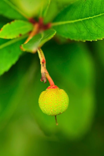 Arbutus unedo drzewo truskawkowe to krzew z rodzaju arbutus z rodziny jeżowatych