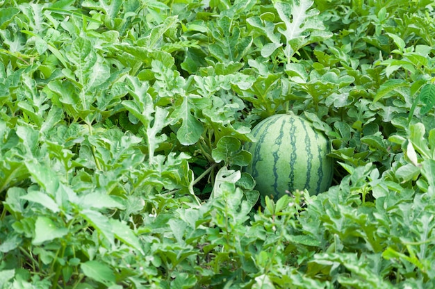 Arbuz na zielonej arbuz plantaci w lecie, Rolniczy arbuza pole