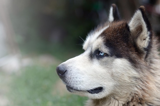 Arctic Malamute z niebieskimi oczami, portret z pyskiem z bliska Jest to dość duży rodzimy typ psa