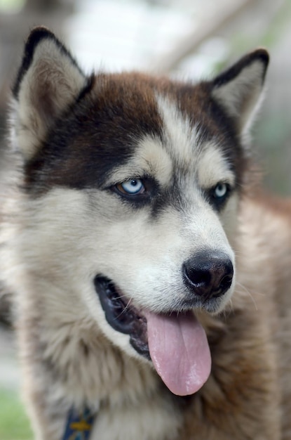 Arctic Malamute z niebieskimi oczami, portret z pyskiem z bliska Jest to dość duży rodzimy typ psa