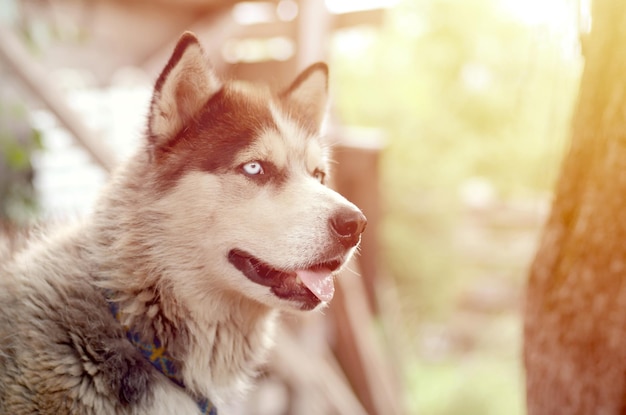 Arctic Malamute z niebieskimi oczami, portret z pyskiem z bliska Jest to dość duży rodzimy typ psa