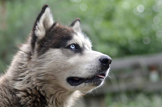 Arctic Malamute z niebieskimi oczami, portret z pyskiem z bliska Jest to dość duży rodzimy typ psa