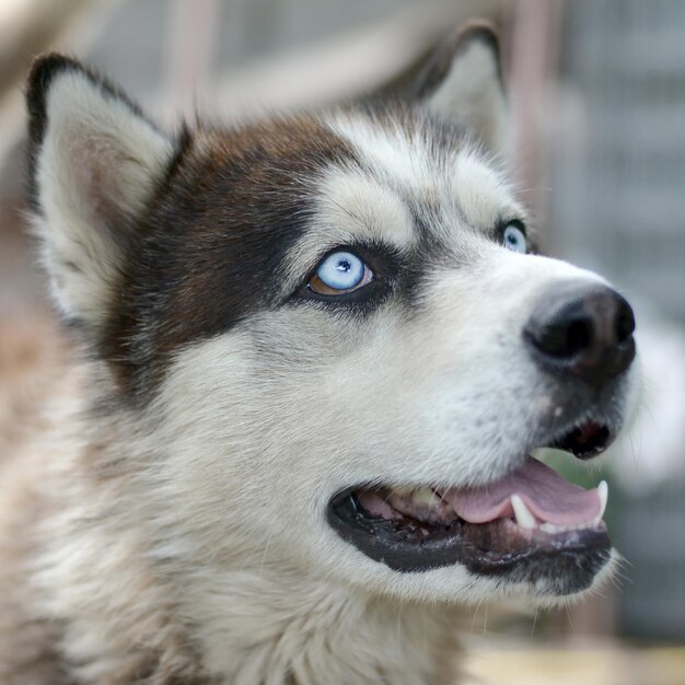 Arctic Malamute z niebieskimi oczami, portret z pyskiem z bliska Jest to dość duży rodzimy typ psa