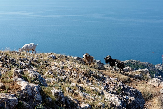 Argali w górach krymskich