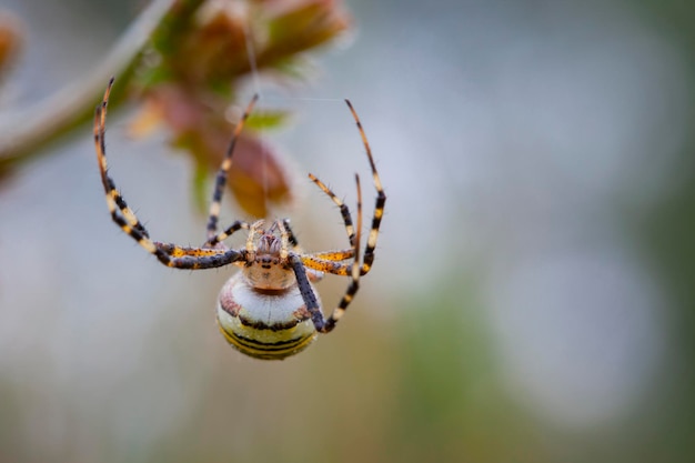 Argiope bruennichi pająk osy to gatunek pająka pajęczynowego