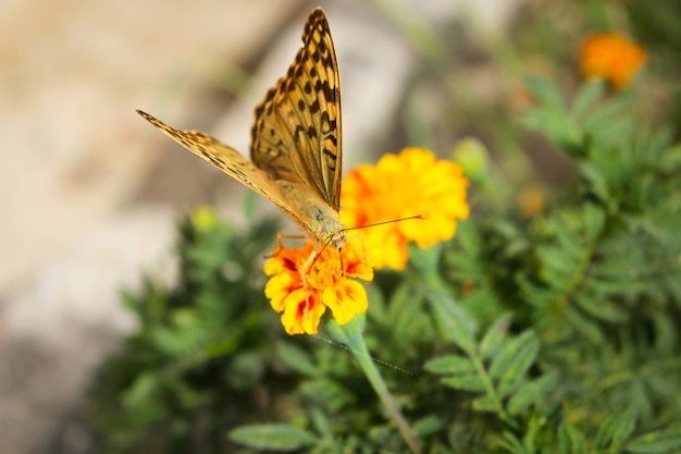 Argynnis paphia motyl na kwiacie