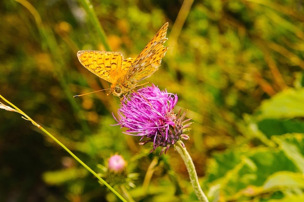 Argynnis paphia