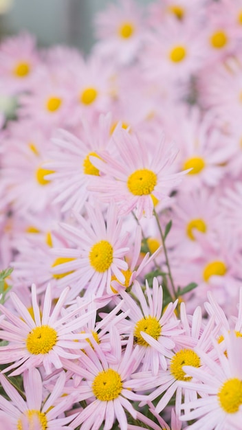 Argyranthemum różowe kwiaty srebrny krzew kwiat 94