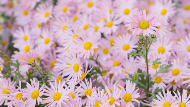 Argyranthemum różowe kwiaty srebrny krzew kwiat 95