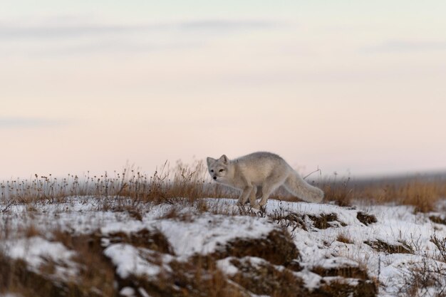 Zdjęcie arktyczny lis vulpes lagopus w zimie w syberyjskiej tundrze