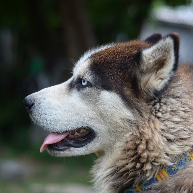 Arktyczny Malamute Z Niebieskimi Kaganów Portreta Zakończeniem Up. Jest To Dość Duży Rodzimy Typ Psa