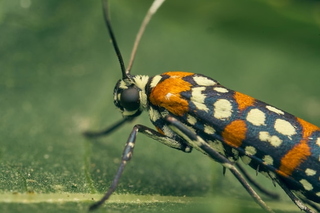 Arlekin Cigarette Moth siedzący na zielonej gałązce Atteva pustulella