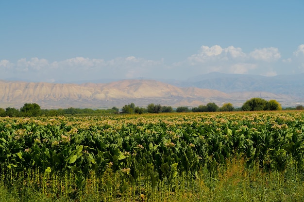 Armenia pola górskie widok Ararat dolina Armenia malownicze pasmo górskie krajobraz Stock photography