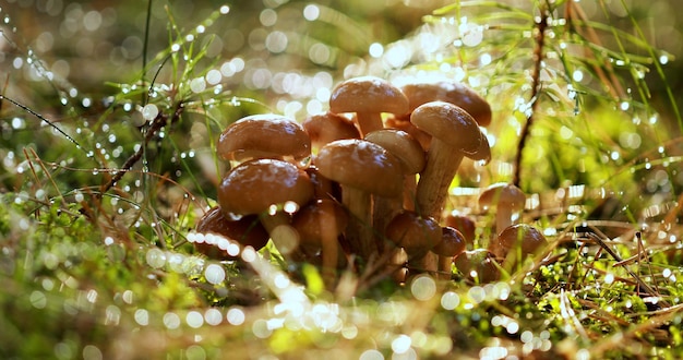Armillaria Grzyby miodowego muchomora W słonecznym lesie w deszczu. Miodowce uznawane są na Ukrainie, w Rosji, Polsce, Niemczech i innych krajach Europy za jedne z najlepszych grzybów leśnych.