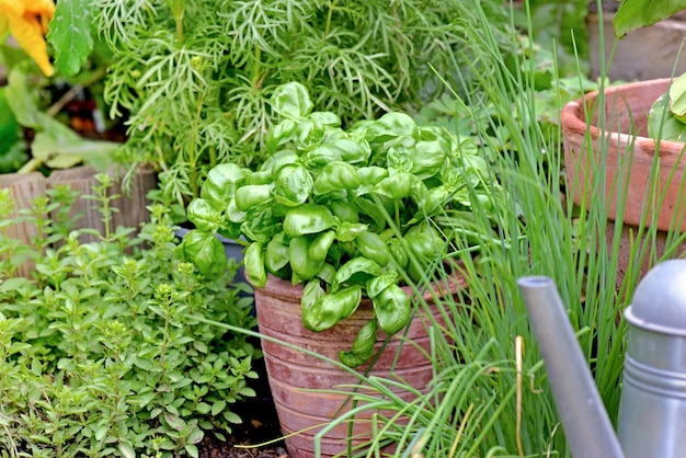 Aromatyczna roślina i bazylia w doniczce w ogródku warzywnym