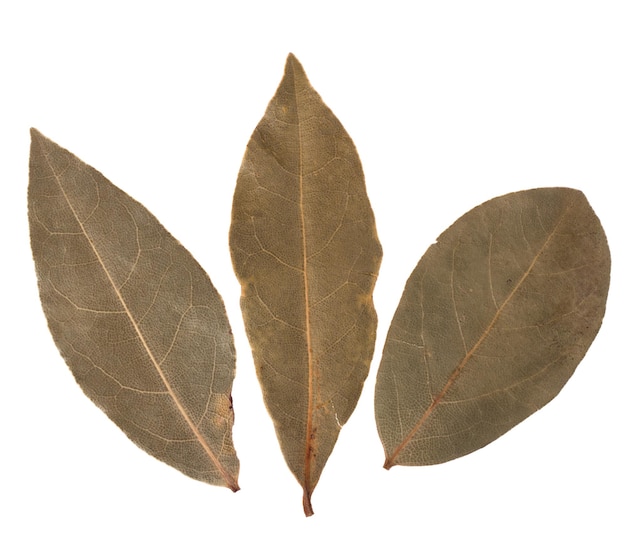 Aromatyczne liście laurowe
