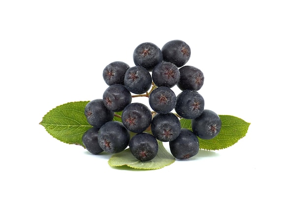 Aronia Melanocarpa Zwana Czarna Aronia Izolowany Na Białym Tle