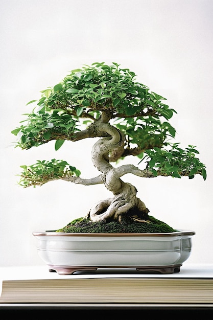 Art of Bonsai Odsłonięty przewodnik dla początkujących ze wspaniałym białym zdjęciem Ficus Bonsai