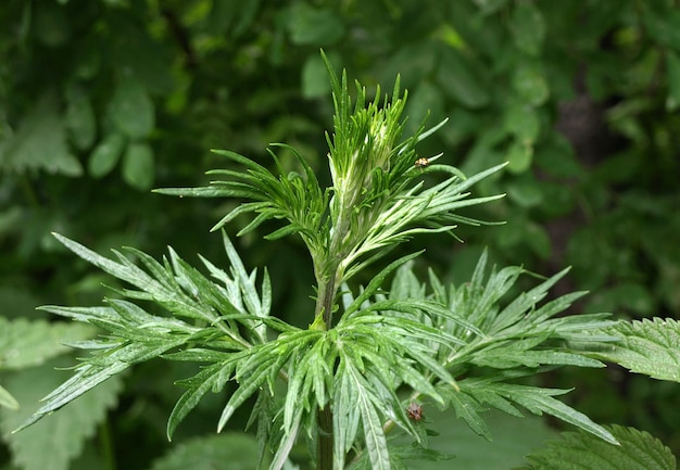 Artemisia vulgaris mugwort