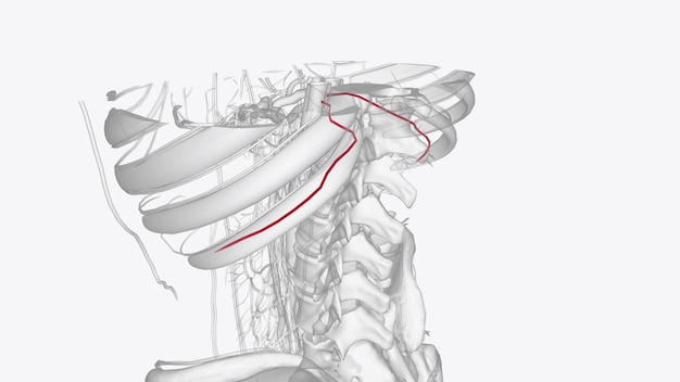 Zdjęcie arterie podbrzeżne, tak nazwane, ponieważ leżą poniżej ostatnich żebrów, stanowią najniższą parę gałęzi pochodzących z aorty klatki piersiowej