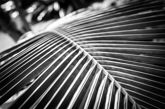 Artystyczna czarno-biała koncepcja liści palmowych z kroplami deszczu i delikatnym słońcem zachodu słońca, jasnym smokiem