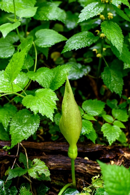 Arum maculatum z kroplami rosy po deszczu w lesie na wiosnę