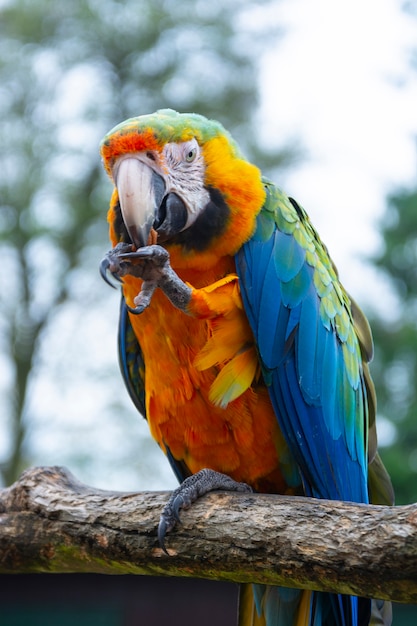 Ary papuga na gałąź, błękitne żółte kolorowe papugi przy zoo.