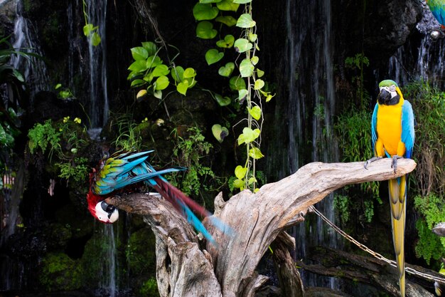 Ary Ptaki Lub Papugi Neotropikalne Lub Papuga New World Bawiąca Się Odpoczynek Relaks Na Gałęzi Drewna W Ogrodzie Park Kawiarni Dla Tajów Podróżujący Wizyta W Suphan Buri Tajlandia