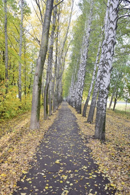 Asfaltowy chodnik przez leśną plantację Uljanowsk Rosja