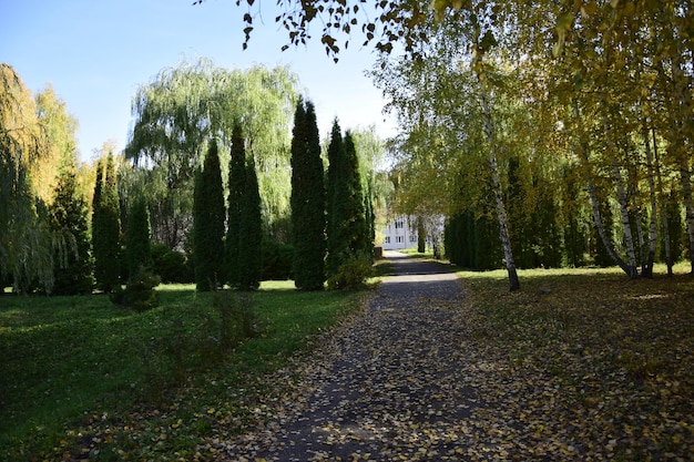 Asfaltowy chodnik przez leśną plantację w jesiennym arboretum Uljanowsk Rosja