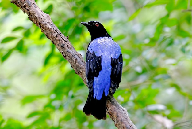 Asian Fairy Bluebird Irena puella Beautiful Male Birds of Thailand