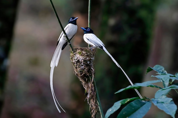 Asian Paradise Flycatcher Male Birds White Morph On The Nest