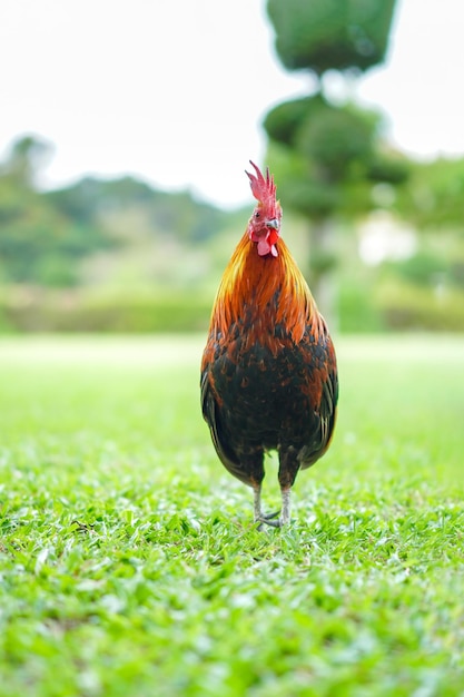 Asian Rooster Bantam kurek pisklęcia czerwony pomarańczowy czarny i brązowy kolor na nim na szerokim polu trawy na świeżym powietrzu