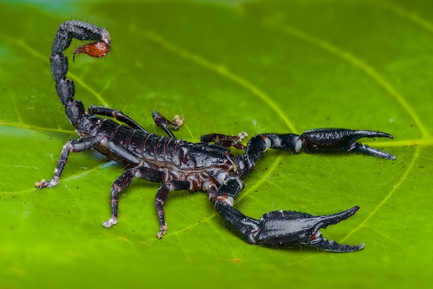 Asian Scorpion Forest na liściu w tropikalnym ogrodzie