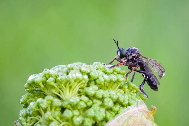 Asilidae to rodzina much rabusiów, zwana także muchami zabójczymi.